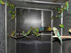 Aviary with colony budgies