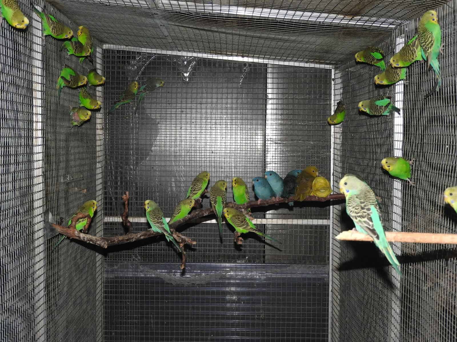 Aviary budgerigars