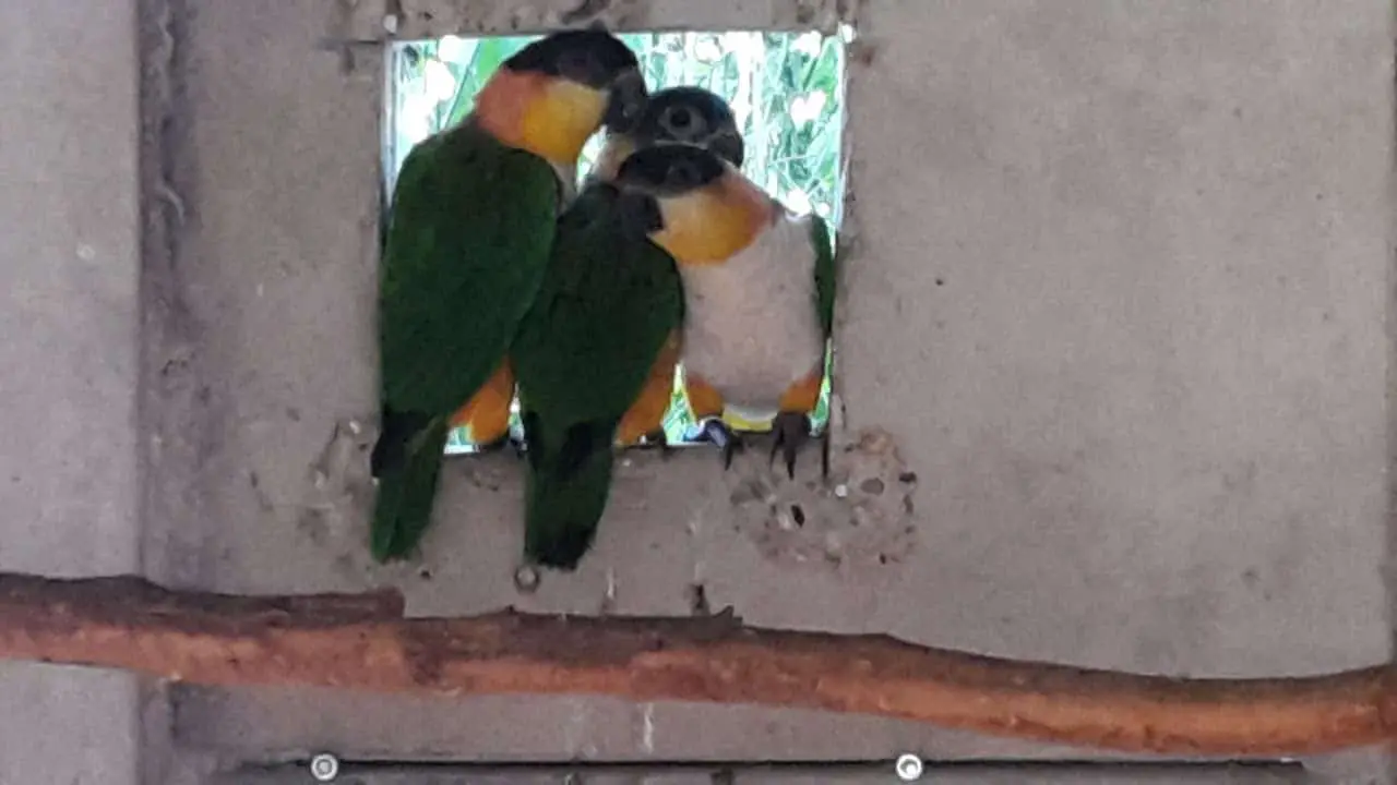 Parents and young black-headed caique