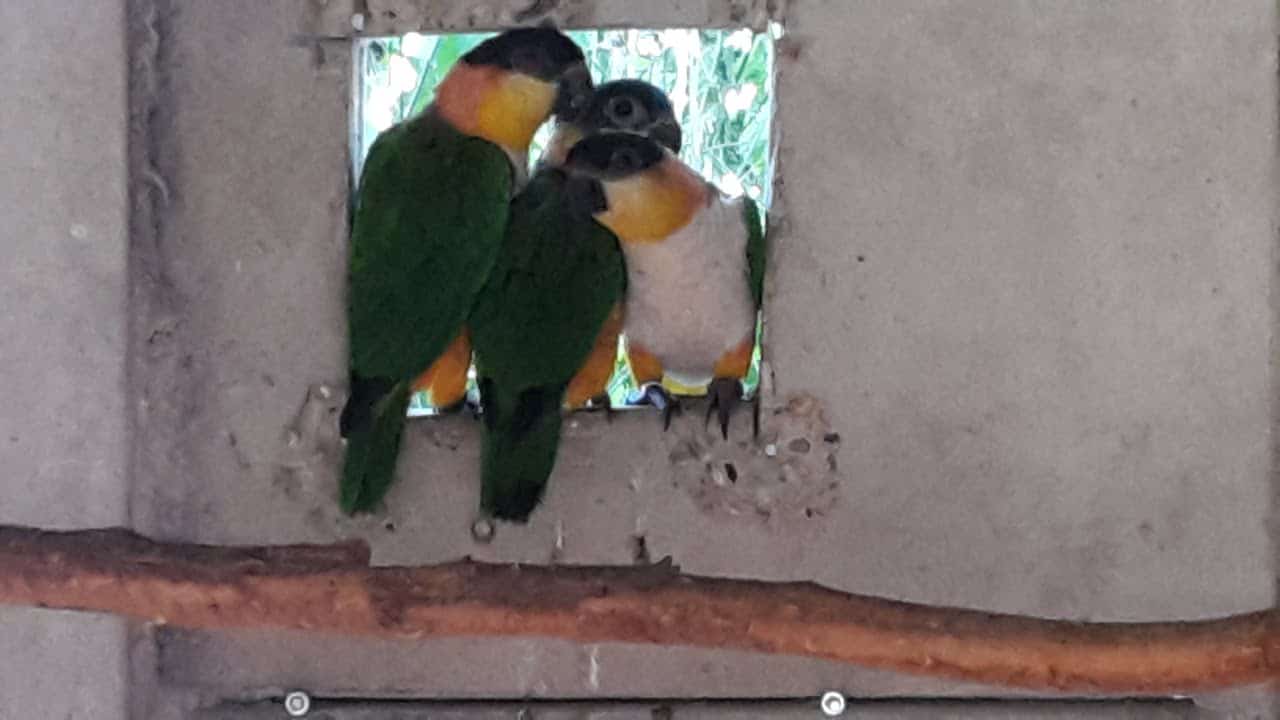 Ouders en jonge zwartkop caique