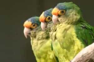 Petz parakeets