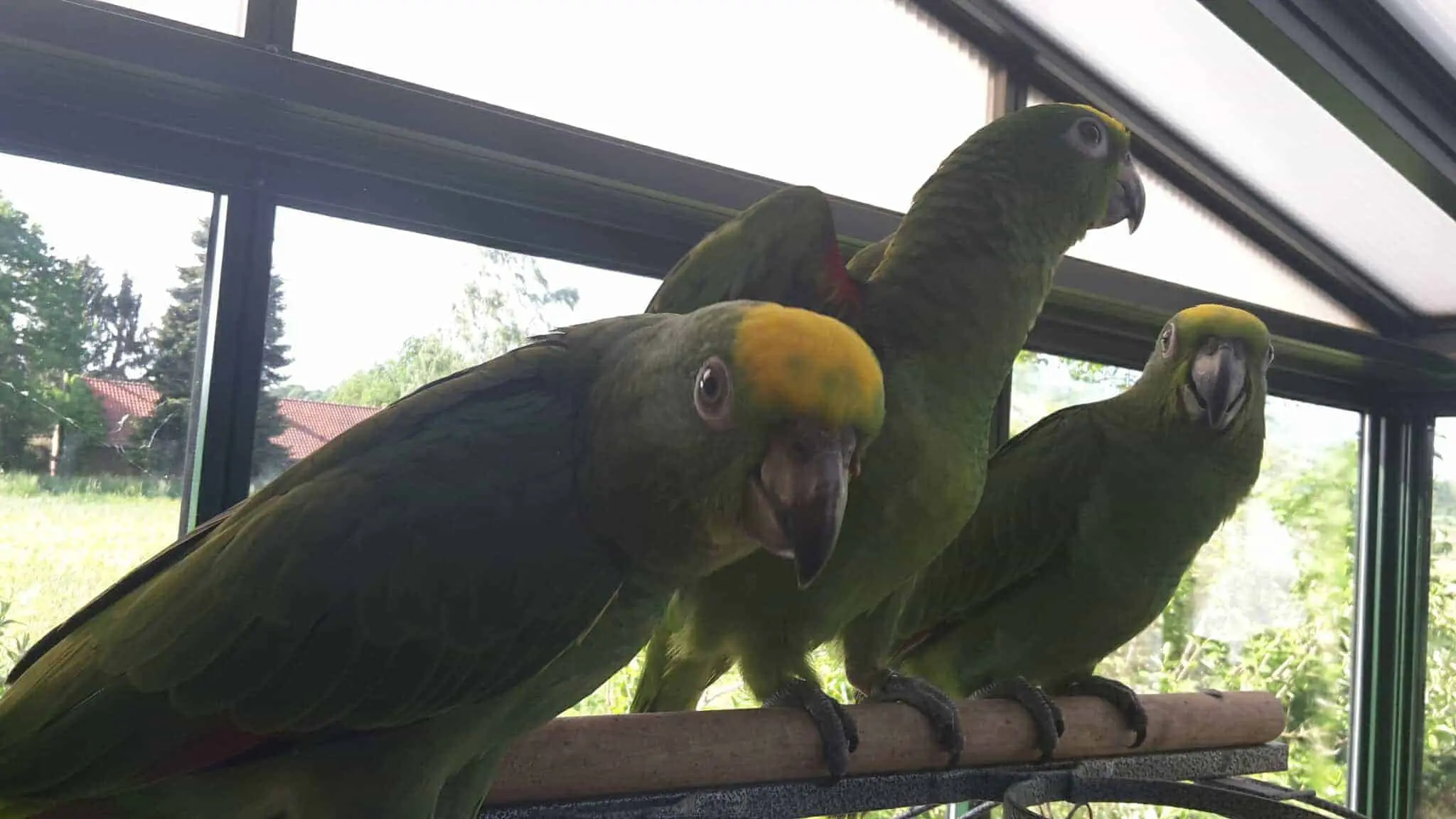 yellow-crowned amazons