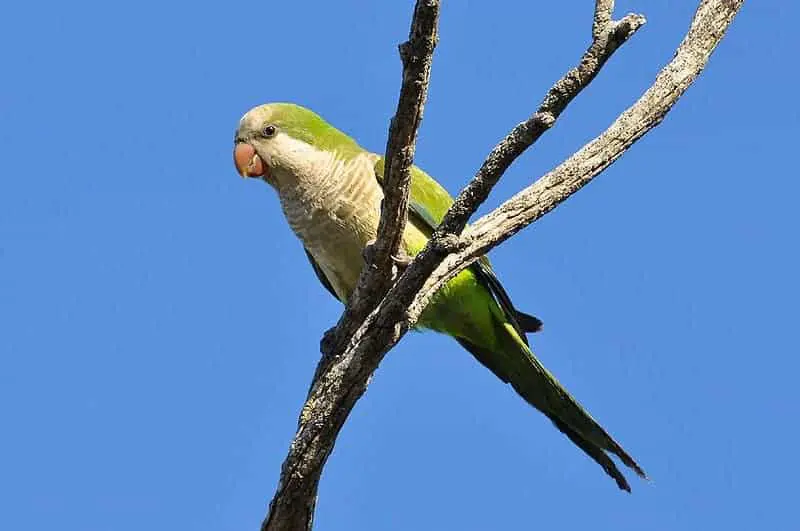 Monk parakeet