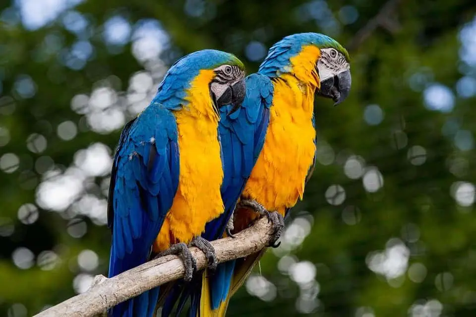 Blue and yellow macaws