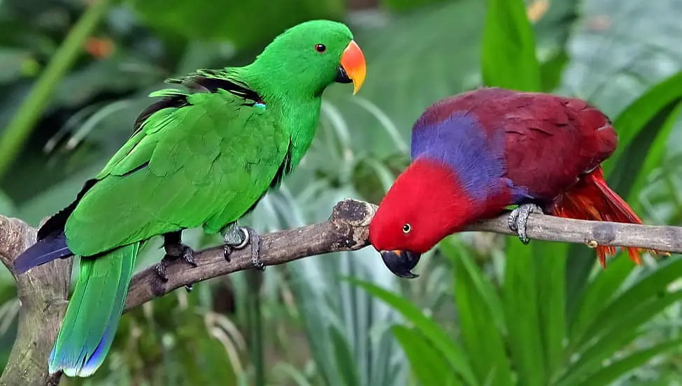 Noble parrots couple