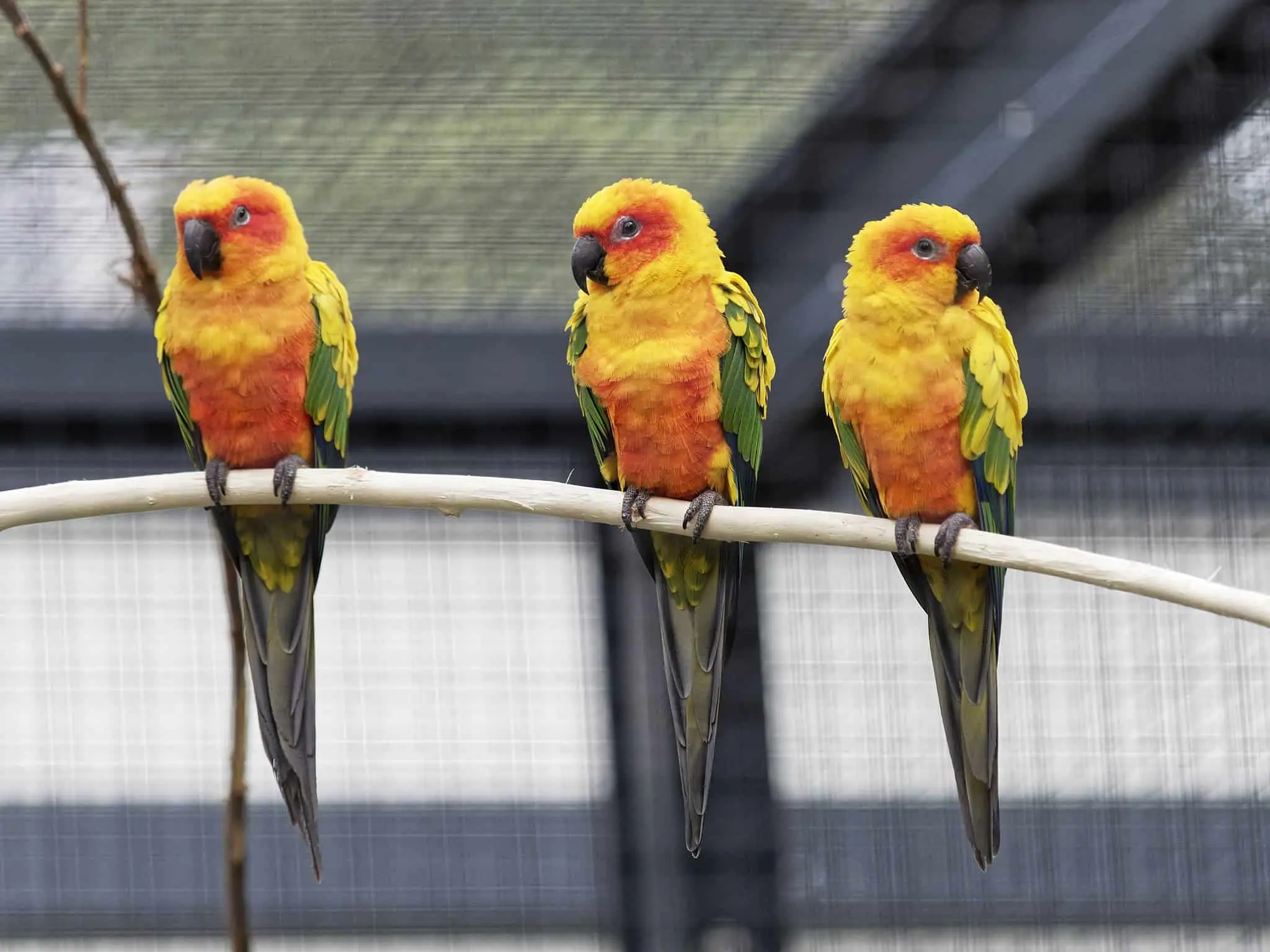 Sun Conures