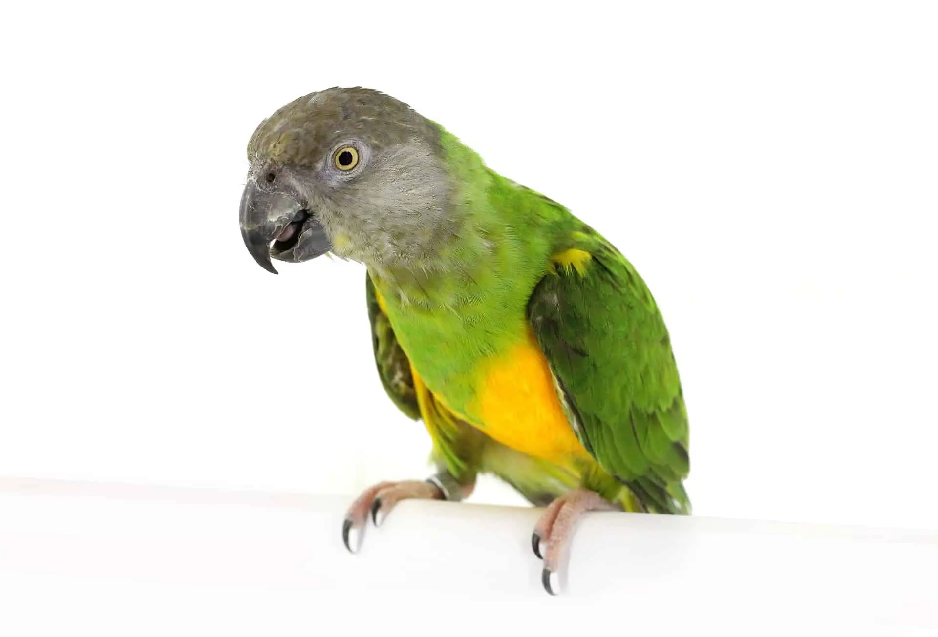 Pied farmer or senegal parrot