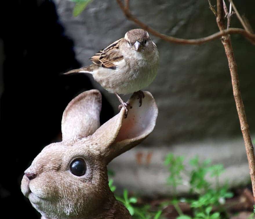 zoogdieren volière combineren