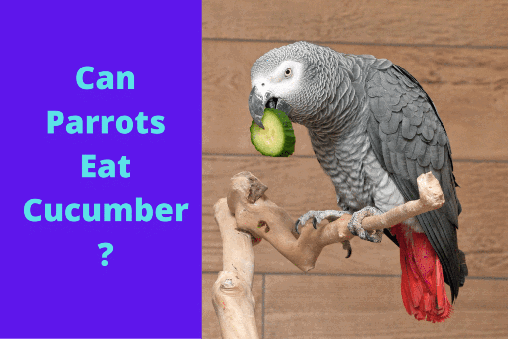 can parrot eat cucumber