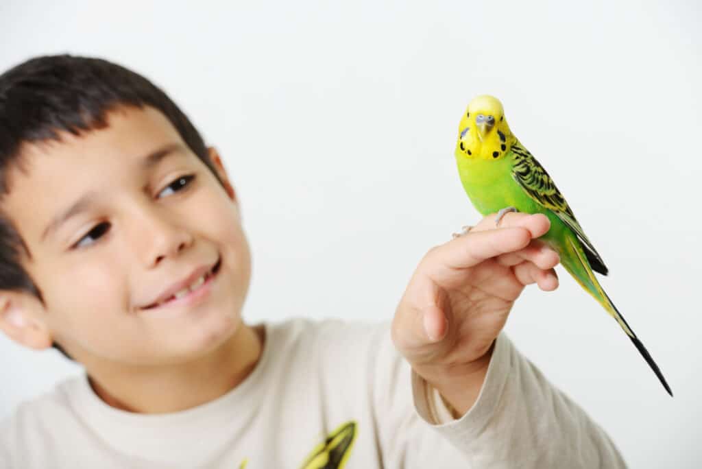 how to tame a parakeet