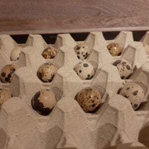 Japanese quail hatching eggs - 12 pieces