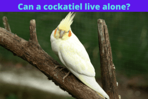 Can a cockatiel live alone?