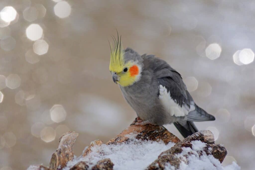 cockatiel in the wild