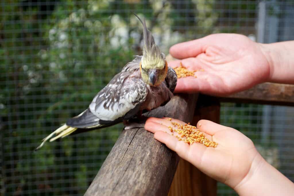 cockatiel seeds