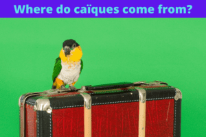 where do caiques come from?