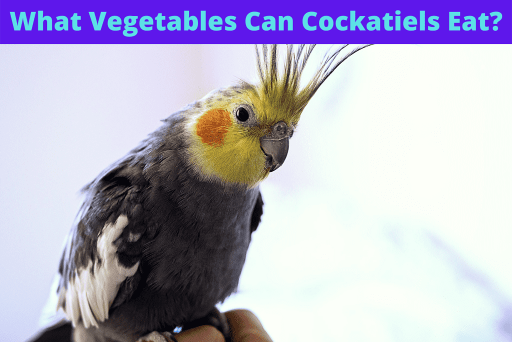 What Vegetables Can Cockatiels Eat?