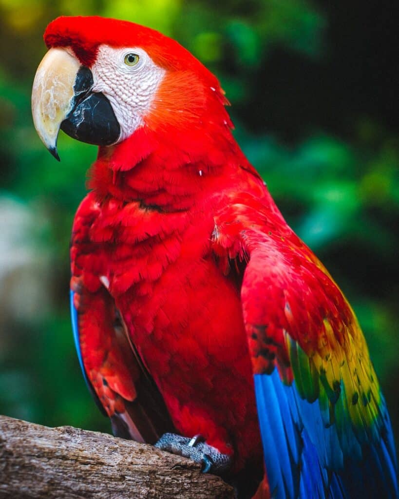 Scarlet Macaw veranda's op boomtak