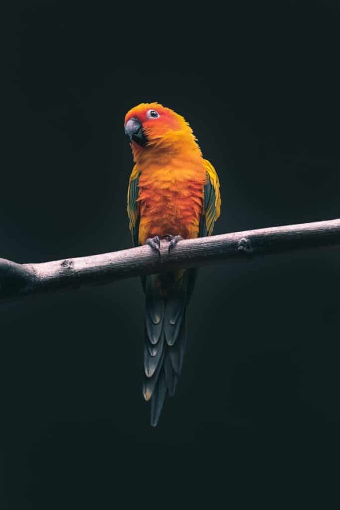 oranje papegaai