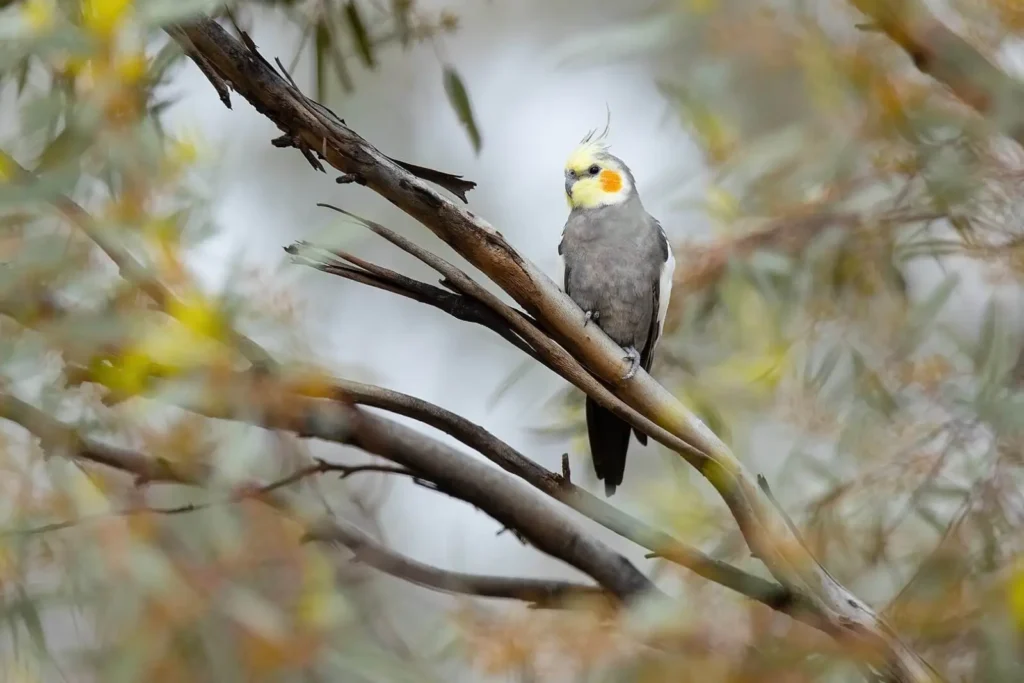 Cockatiel On Branch