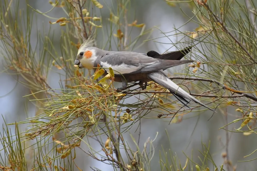 Cockatiel Perched Coniferous Tree