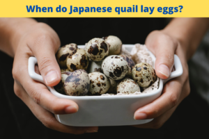 When do Japanese quail lay eggs?
