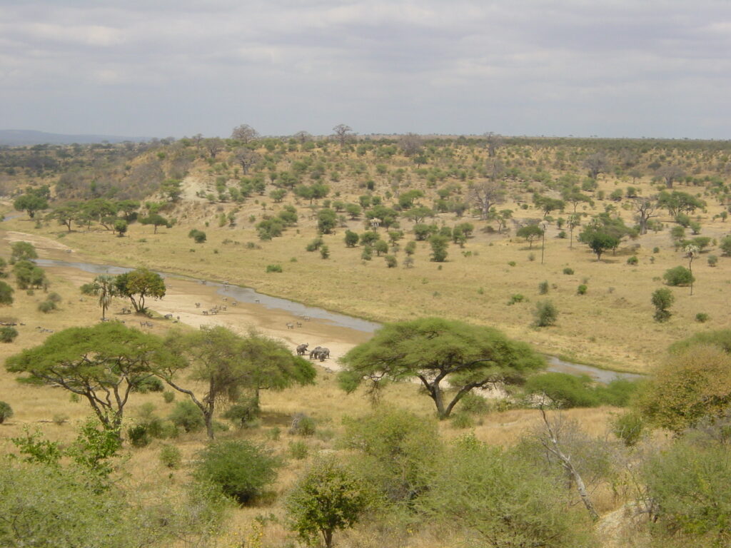 savannes als habitat voor agapornissen
