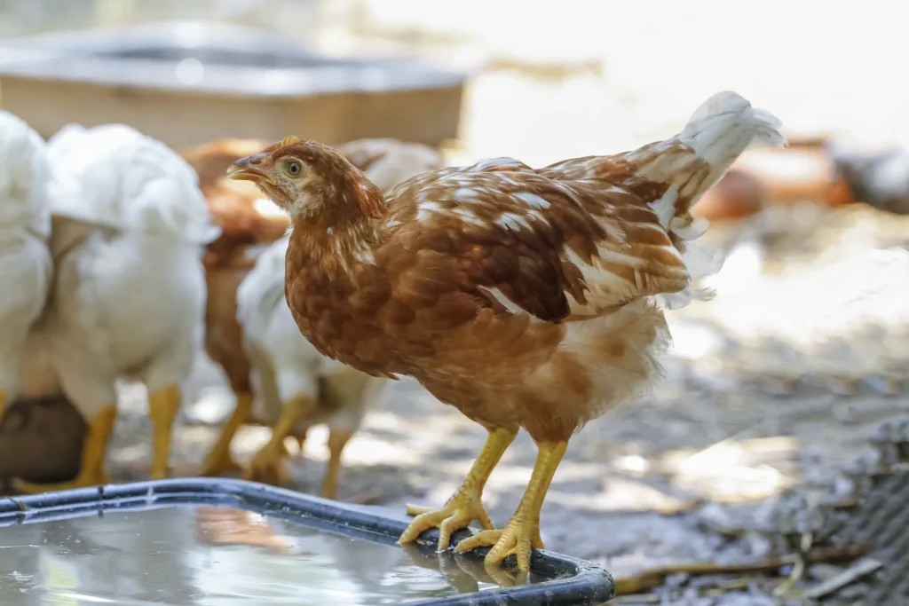 Jonge bruine kip in een levendige pluimveehouderij met andere witte kippen op de achtergrond.