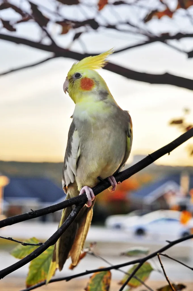 Cockatiel On Branch