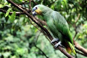 Groene papegaai met gele accenten op tak in tropisch bos.