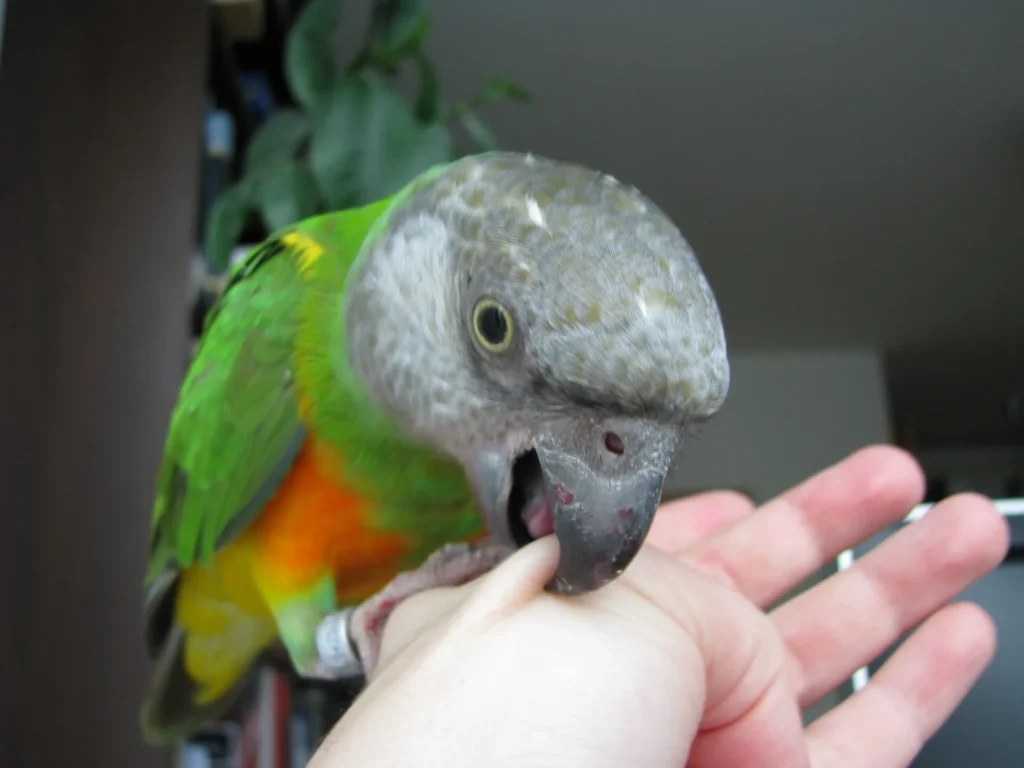 Parrot On Hand